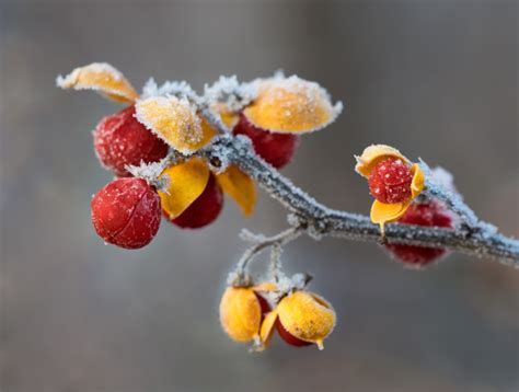 A Collection Of Winter Macro Photography Ideas Martin Belan