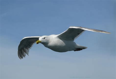 Seagull In Flight Photograph By Richard Singleton Pixels