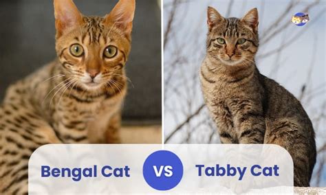 Bengal Cat Vs Tabby Cat A Comparison Of Two Popular Cat Breeds