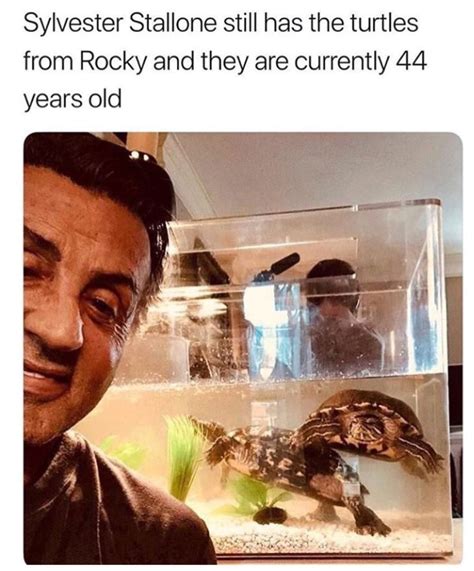 So Rocky S Turtles Are Doing Fine In Case Anybody Was Wondering Funny