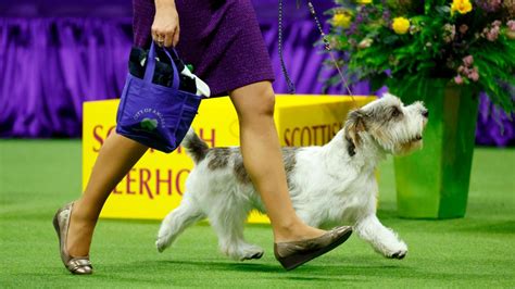Westminster Dog Show 2023 Winner Is Buddy Holly The Petit Basset