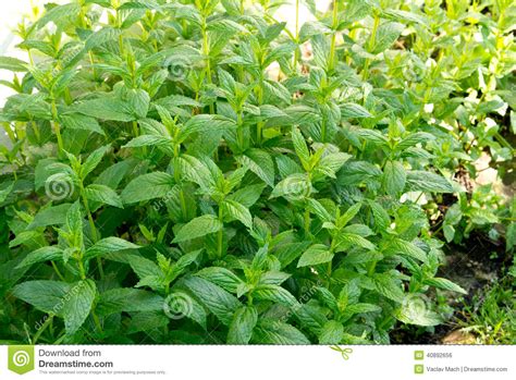 Peppermint In The Garden Stock Photo Image Of Home Herbal 40892656