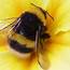 Do Bumble Bees Sting  Green Pest Solutions