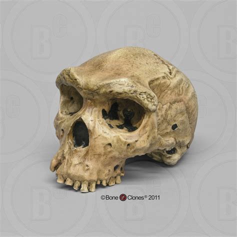 This is zambia's indigenous and earliest known archaelogical finding. Homo heidelbergensis Skull Broken Hill 1 (Rhodesian Man ...