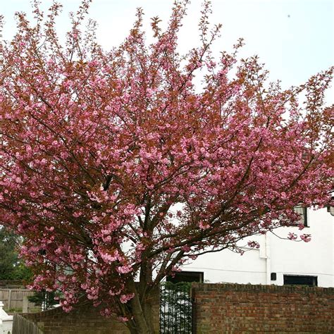 Buy Flowering Cherry Blossom Tree Syn Prunus Sekiyama Prunus