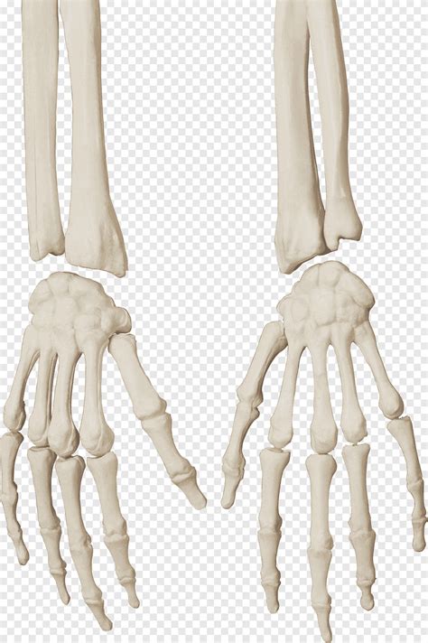 Free Download Pair Of Skeleton Hands Human Skeleton Bone Skull