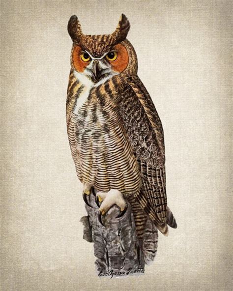 Owl Print Great Horned Owl Vintage Illustration Instant Wall Etsy