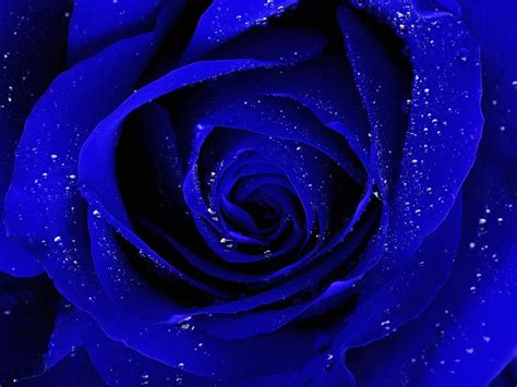 Blue Rose Wallpaper For Desktop