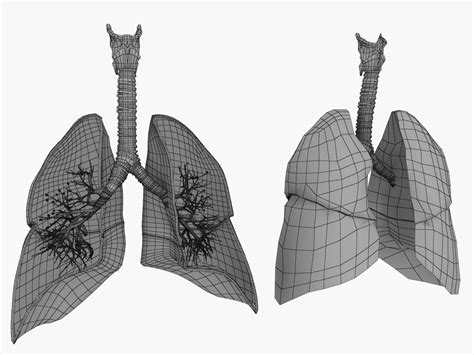 Lungs Medical 3d Model Turbosquid 1390390