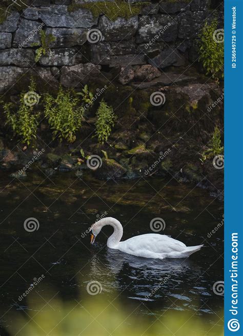 Vertical Shot Of A Beautiful White Swan Swimming Peacefully In A Lake
