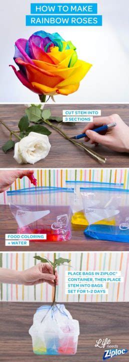 How To Make Rainbow Roses Diy Science Experiments For Kids Sad To