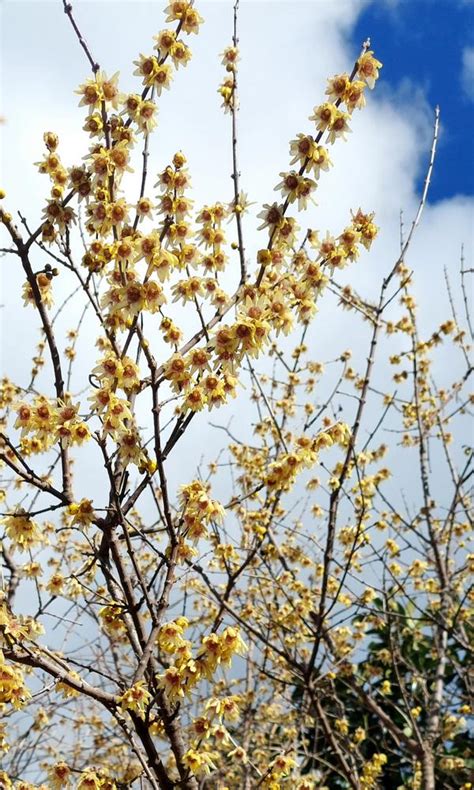 Fragrant Wintersweet Tree Chimonanthus Praecox