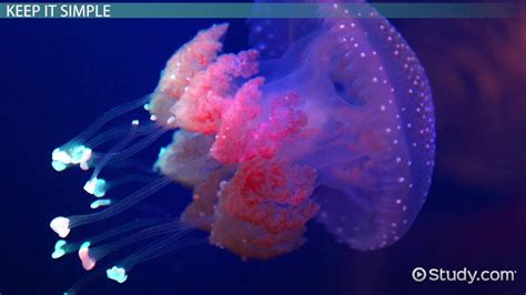Jellyfish Adaptations Lesson For Kids Lesson