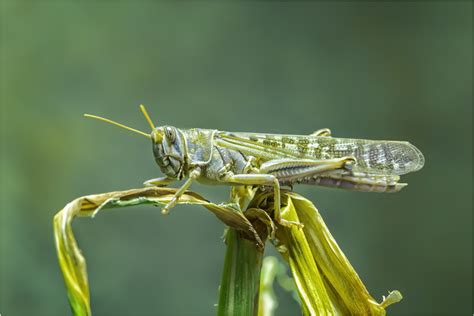 Migratory Locust Locusta Migratoria By Somerled7 Ephotozine