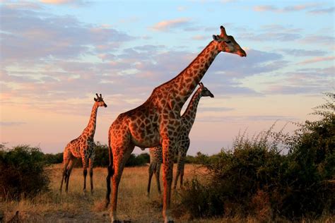 Giraffen Im Abendlicht Foto And Bild Africa Southern Africa Tiere