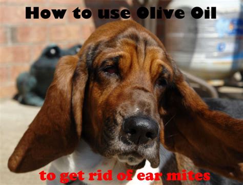 You will be amazed by the results. How to Use Olive Oil to Get Rid of Ear Mites Fast at Home ...