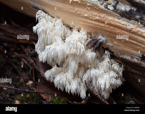 Coral Tooth Fungus Hericium Coralloides Stock Photo Alamy