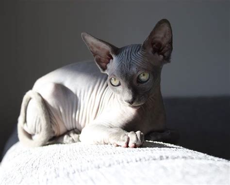 Meet Sphynx Cats The Most Adorable Hairless Felines Cute Hairless