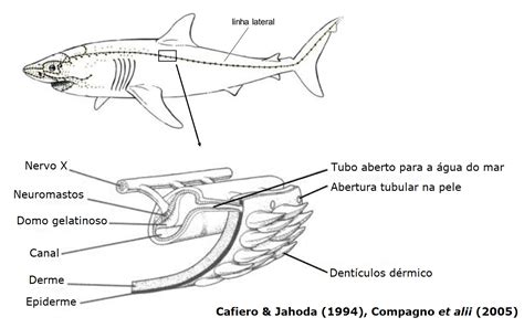 Qual A Função Da Linha Lateral Dos Peixes