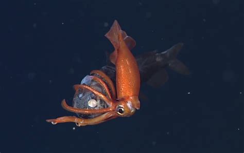 Video First Ever Video Of A Deep Sea Squid Feeding On Fish Outdoorhub