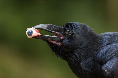 Crow Carrying An Eye Rnatureismetal