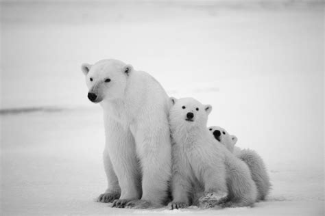 12 Polar Bear Pictures That Will Melt Your Heart Readers Digest Canada
