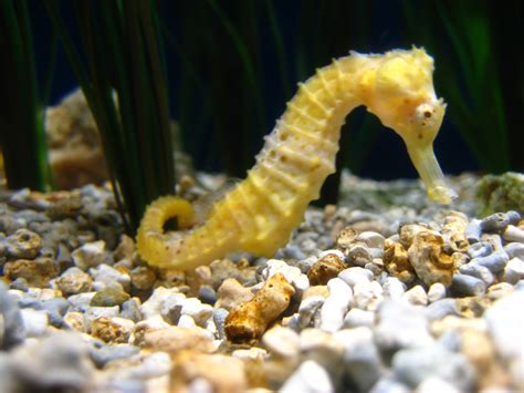 Sea Horse The Life Of Animals