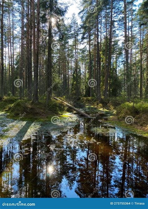 Lush Green Swamp With Trees Leaves Logs And Algae Stock Photo