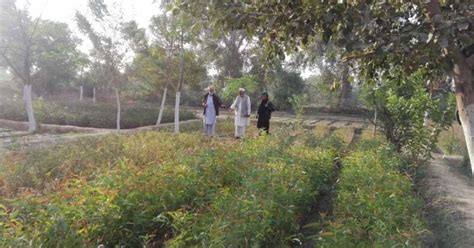 Au Pakistan, un milliard d'arbres replantés pour lutter contre l ...