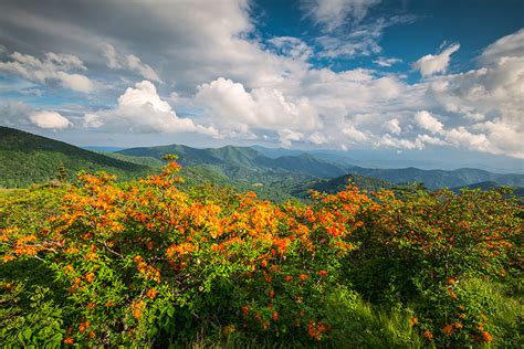 Appalachian Trail North Carolina Flame Azalea Spring Flowers Landscape