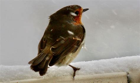 Ewa bem loves the beatles year of release: Foto des Tages : 06.04.2021, 08.38 Uhr