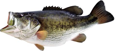 Largemouth Bass Png Transparent Image Download