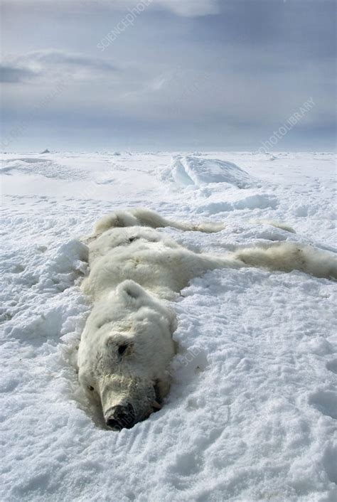 Dead Polar Bear Canada Stock Image Z9270198 Science Photo Library