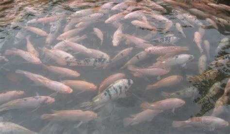 Ikan nila sesungguhnya bukan ikan asli indonesia. 7 Penyebab Ikan Nila Tidak Mau Besar yang Harus Segera Diatasi - ArenaHewan.com