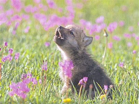 Awooo Youll Howl For These Wolf Pups Baby Animal Zoo