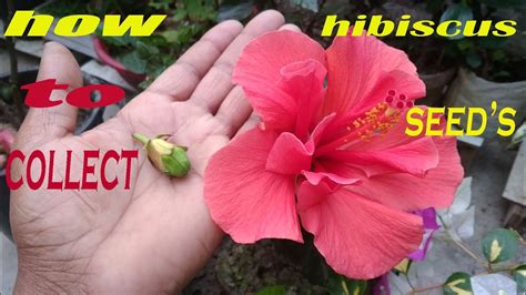 Hardy Hibiscus Seeds Outdoor And Gardening Plants