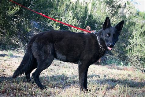 We did not find results for: Blk Sable Female: German Shepherd puppy for sale near San ...