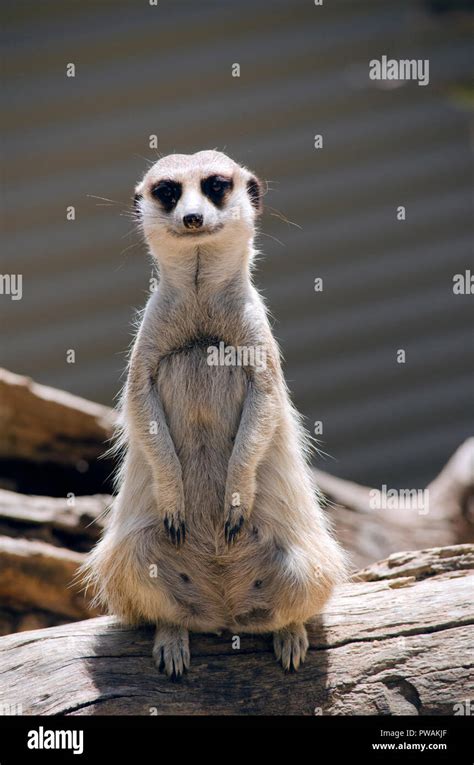 This Meerkat Is Standing Guard For His Troop Stock Photo Alamy