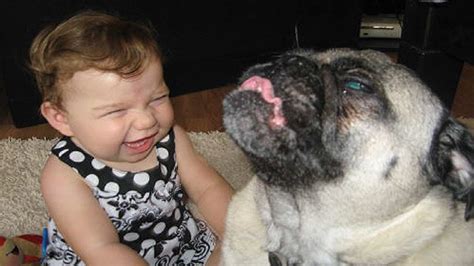 Babies Laughing At Dogs Will Make Your Day Funny Videos Youtube