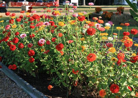 Benary Giant Magellan Are Great Garden Zinnias Mississippi State