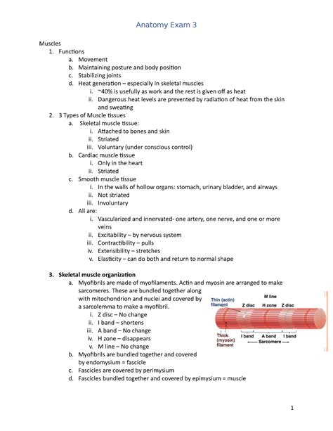 Anatomy Exam 3 Study Guide For Exam 3 Muscles 1 Functions A