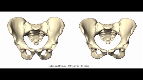 Human body diagram appendix position of the appendix youtube. Developmental evidence for obstetric adaptation of the ...