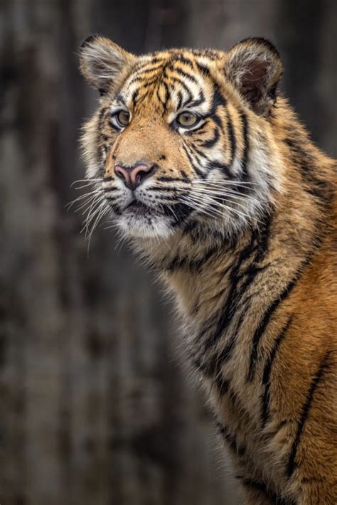 Sumatran Tiger By Josef Svoboda 500px Sumatran Tiger Tiger