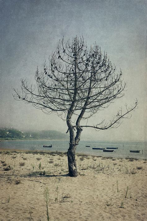 Naked Tree Photograph By Marco Oliveira Pixels