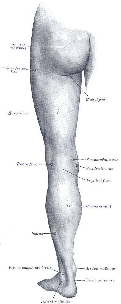 Lower Leg Bones Diagram Leg And Knee Anatomy Bones Muscles Soft