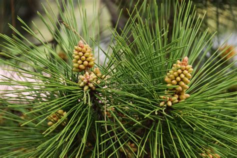 Pine Tree Flowers Stock Image Image Of Season Blooming 113898833