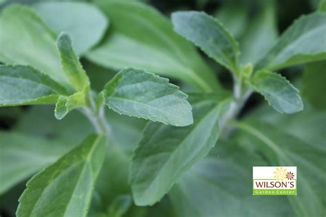 Wilsonbroslandscaping is ranked 3,743,342 in the united states. Welcome To Wilson's Garden Center - Wilson's Garden Center ...