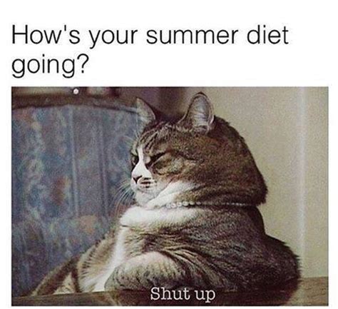 Funny Fat Cat Memes That Look Super Cute And Adorable