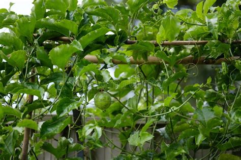 A Passion Fruit Vine Grows Vigourously On A Trellis In A Home Garden
