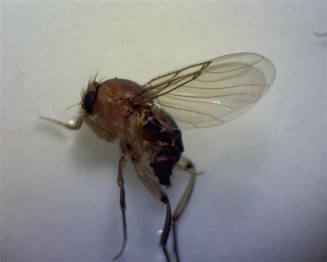 Cimexa is an effective powder treatment against bed bugs. Bed Bug Powder: Cimex Bed Bug Powder